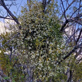 Caixa de Vesc Fresc 8 Quilos